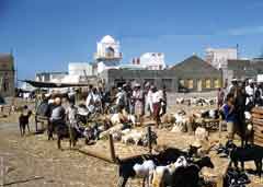 انقر للحصول على حجم اكبر