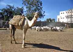 انقر للحصول على حجم اكبر