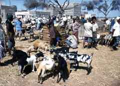 ���� ������ ��� ��� ����