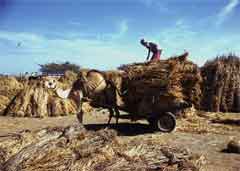 ���� ������ ��� ��� ����