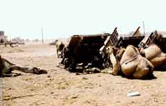 ���� ������ ��� ��� ����