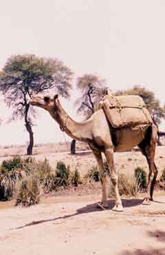 ���� ������ ��� ��� ����