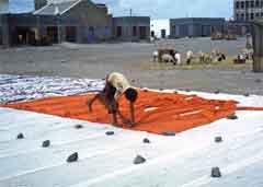 ���� ������ ��� ��� ����