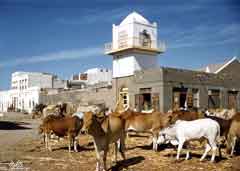 ���� ������ ��� ��� ����