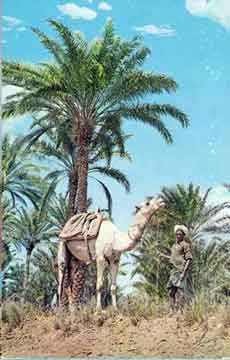 ���� ������ ��� ��� ����