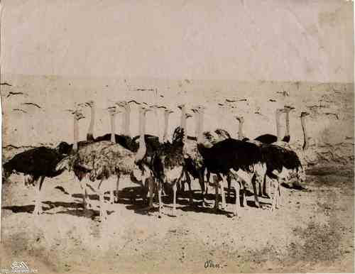 ���� ������ ��� ��� ����