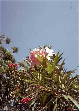 ���� ������ ��� ��� ����