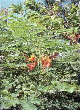 ���� ������ ��� ��� ����