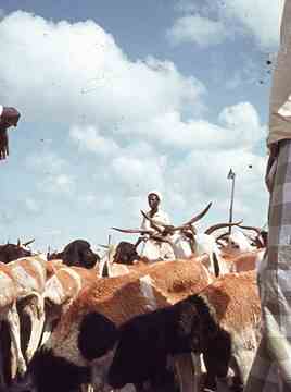 ���� ������ ��� ��� ����