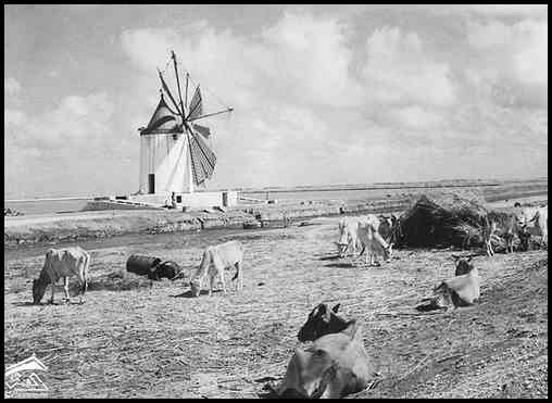 ���� ������ ��� ��� ����