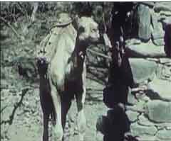 ���� ������ ��� ��� ����