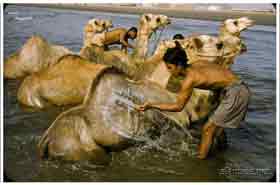 ������ ��� ��� 1964