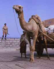 ���� ������ ��� ��� ����