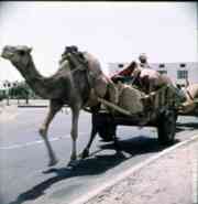 ���� ������ ��� ��� ����