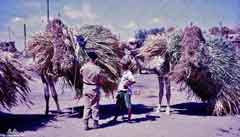 ���� ������ ��� ��� ����