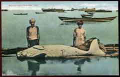 ���� ������ ��� ��� ����