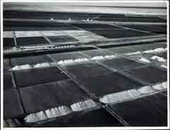 ���� ������ ��� ��� ����