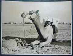 ���� ������ ��� ��� ����