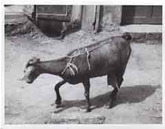 ���� ������ ��� ��� ����