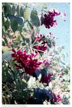 ���� ������ ��� ��� ����