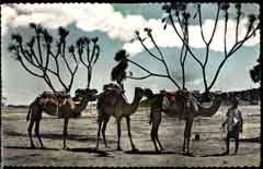 ���� ������ ��� ��� ����