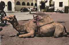 ���� ������ ��� ��� ����