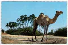 ���� ������ ��� ��� ����