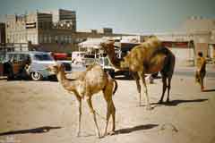 ���� ������ ��� ��� ����