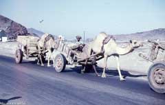 ���� ������ ��� ��� ����