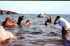 ���� ������ ��� ��� ����