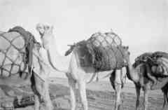 ���� ������ ��� ��� ����