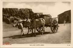 ���� ������ ��� ��� ����