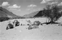 ���� ������ ��� ��� ����