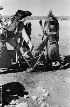 ���� ������ ��� ��� ����