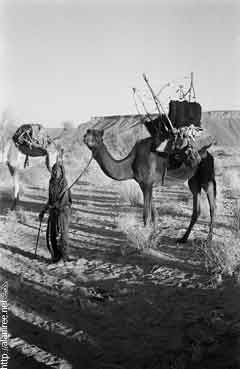 ���� ������ ��� ��� ����