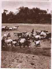 ���� ������ ��� ��� ����