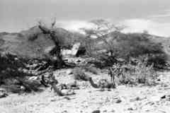 ���� ������ ��� ��� ����