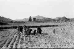 ���� ������ ��� ��� ����